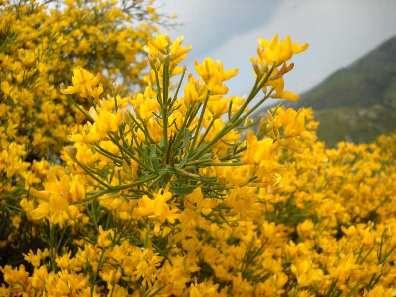 Genista ephedroides / Ginestra efedroide